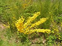 Genets (2008-05 - Jarnioux) (1)